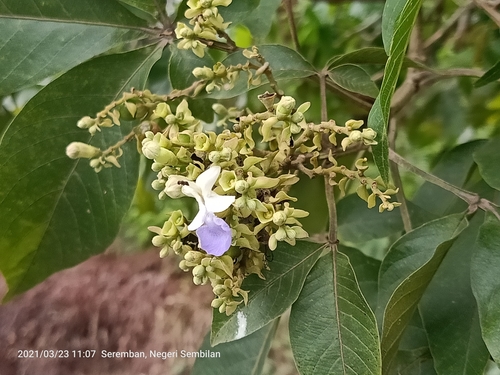 Vitex pinnata (Vitex pinnata)