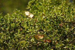 Aspidosperma triternatum