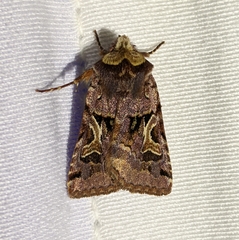 Cerastis enigmatica