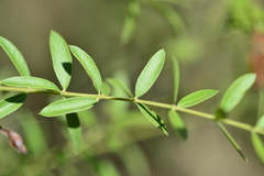 Aspidosperma triternatum