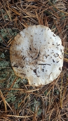 Tricholoma apium