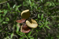 Aspidosperma triternatum