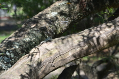 Aspidosperma triternatum