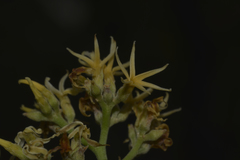 Aspidosperma