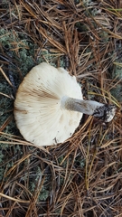 Tricholoma apium