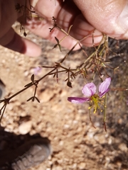 Fagonia laevis