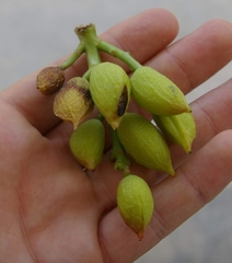 Pistacia vera