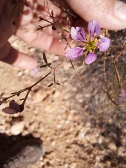 Fagonia laevis