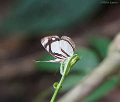 Dynamine athemon athemaena