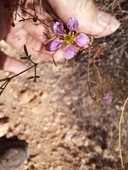 Fagonia laevis