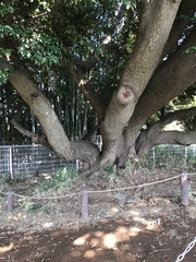 Castanopsis sieboldii