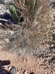 Fagonia laevis