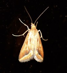 Achyra massalis