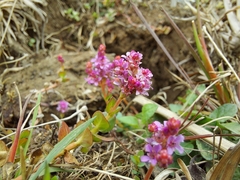 Rotala rotundifolia