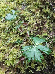 Delphinium trolliifolium