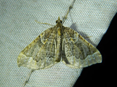 Eulithis flavibrunneata