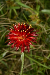 Isostigma