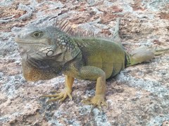 Iguana iguana
