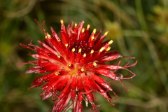 Isostigma
