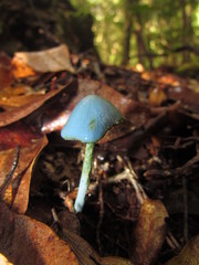 Entoloma virescens
