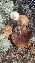 Russula ventricosipes