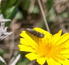 Acmaeoderini