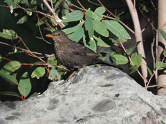 Turdus merula cabrerae
