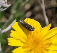 Acmaeoderini