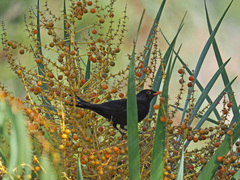 Turdus merula cabrerae