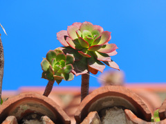 Aeonium percarneum image