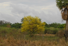 Tabebuia nodosa