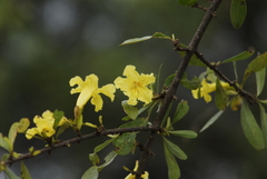 Tabebuia nodosa