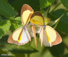 Eurema elathea flavescens