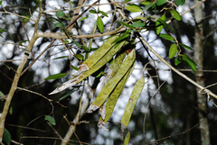 Tanaecium dichotomum
