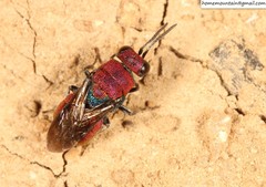 Hedychrum chalybaeum