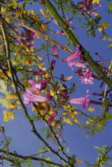 Tanaecium
