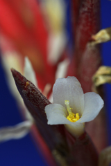 Tillandsia didisticha