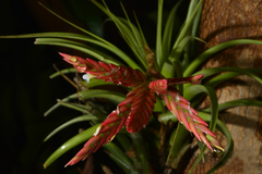 Tillandsia didisticha