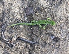 Naultinus stellatus