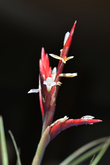 Tillandsia didisticha