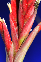 Tillandsia didisticha