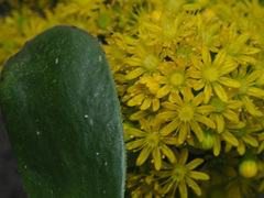 Aeonium undulatum