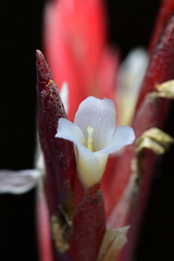 Tillandsia didisticha