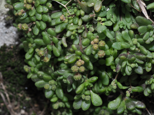 Monanthes brachycaulos image