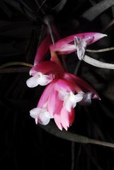 Tillandsia recurvifolia