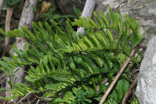 Canary Islands polypody