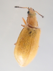 Vectura longiceps