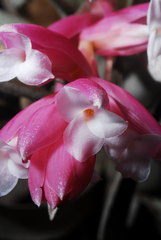 Tillandsia recurvifolia