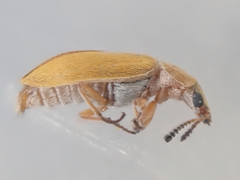 Vectura longiceps