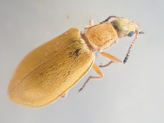 Vectura longiceps